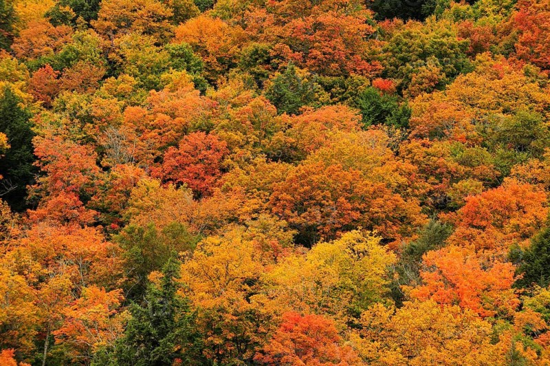 Deciduous forest in autumn colours