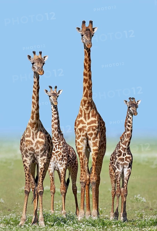 Herd of Giraffes (Giraffa camelopardalis) with calves