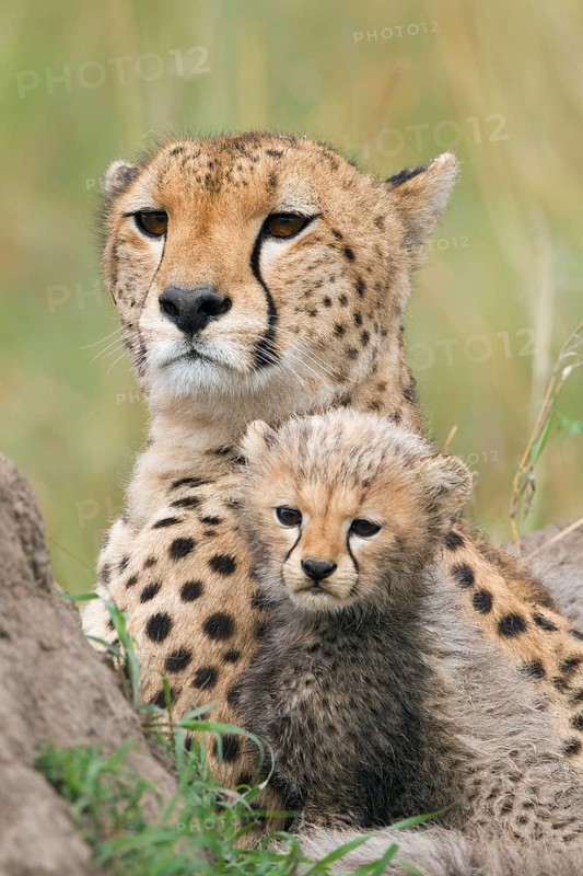 Cheetahs (Acinonyx jubatus)