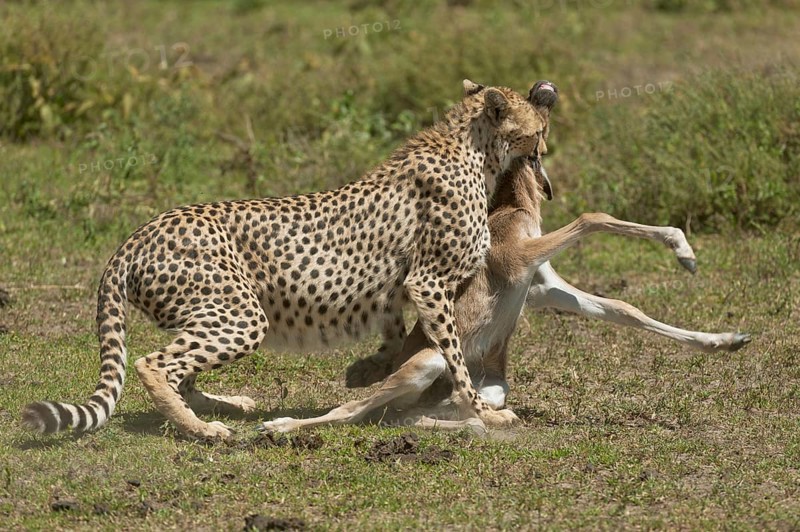 Cheetah (Acinonyx jubatus) killing a Blue Wildebeest (Connochaetes taurinus) calf by biting its throat