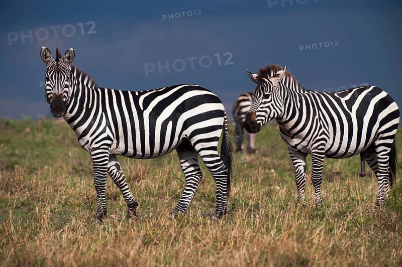 Grant's Zebras (Equus quagga boehmi) during a gathering storm