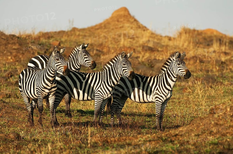 Grant's Zebras (Equus quagga boehmi) in the evening light