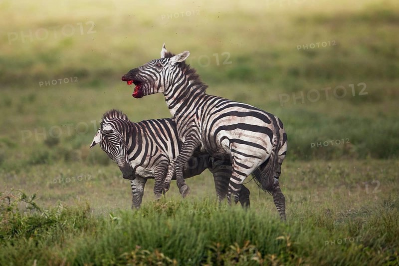 Grant's Zebras (Equus quagga boehmi)