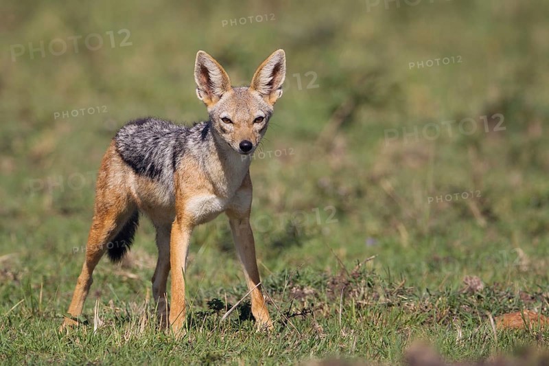 Black-backed Jackal (Canis mesomelas)
