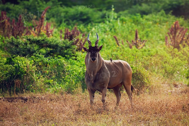 Eland (Taurotragus oryx)