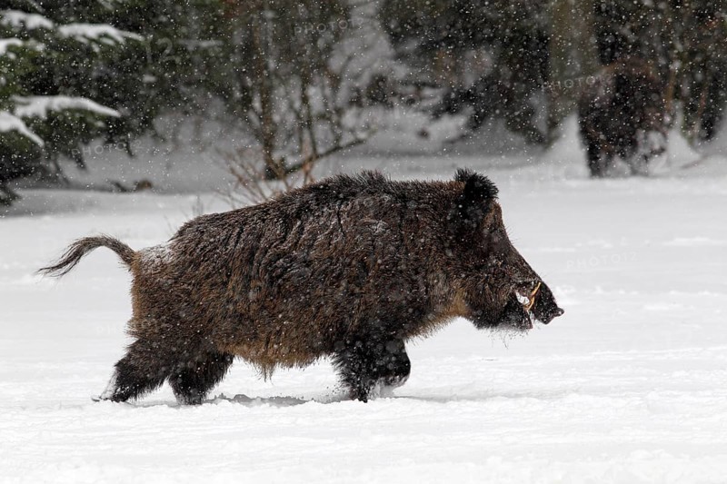 Wild boar (Sus scrofa)