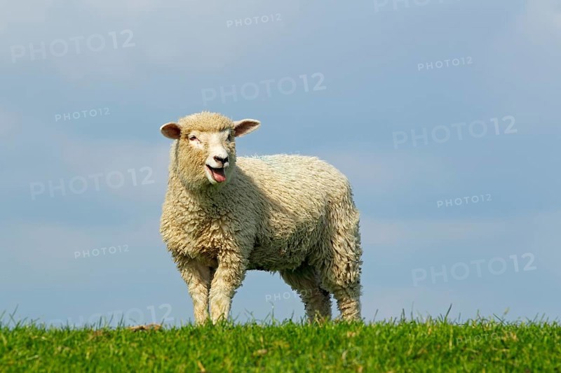 Domestic sheep (Ovis orientalis aries)