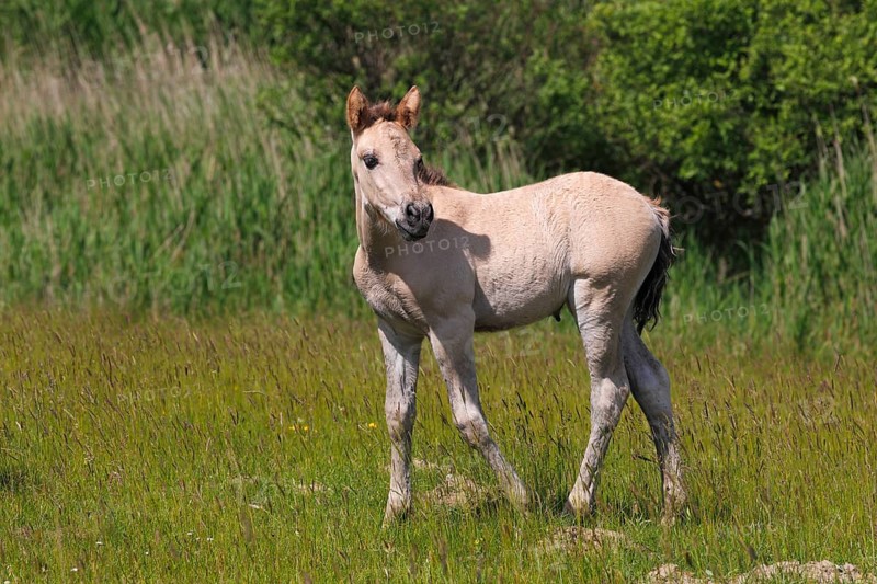 Foal