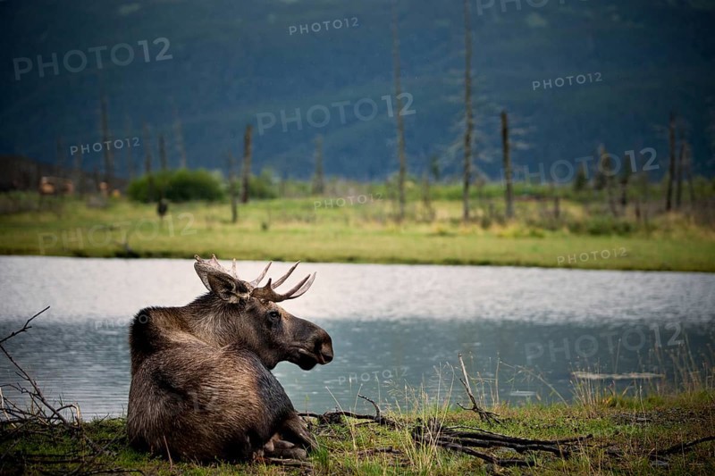 Moose (Alces alces)