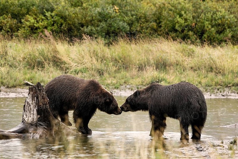 Grizzly Bears (Ursus arctos horribilis) sniffing each other