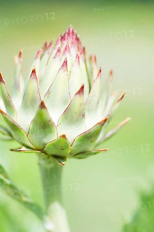 Budding Cardoon (Cynara cardunculus)