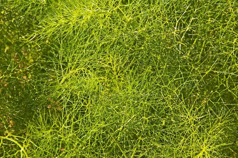 Fennel plant (Foeniculum vulgare)