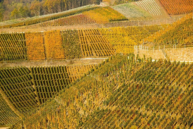 Vineyards in autumn