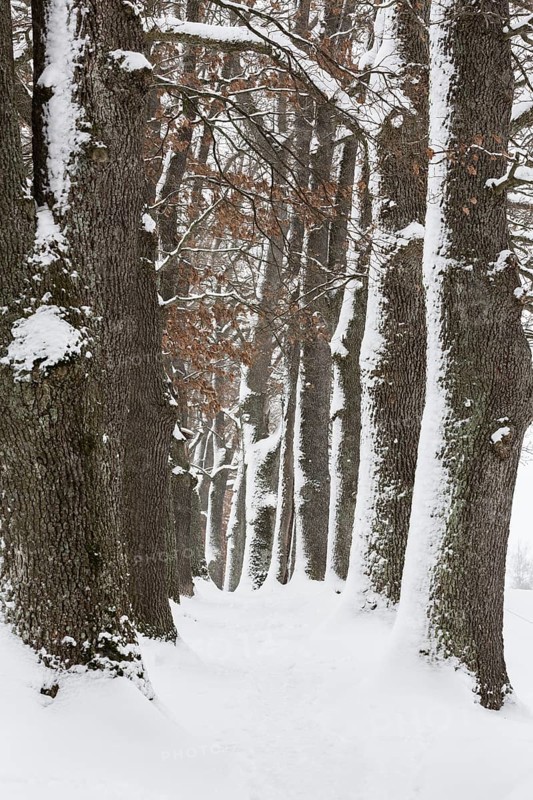 Snow-covered trees