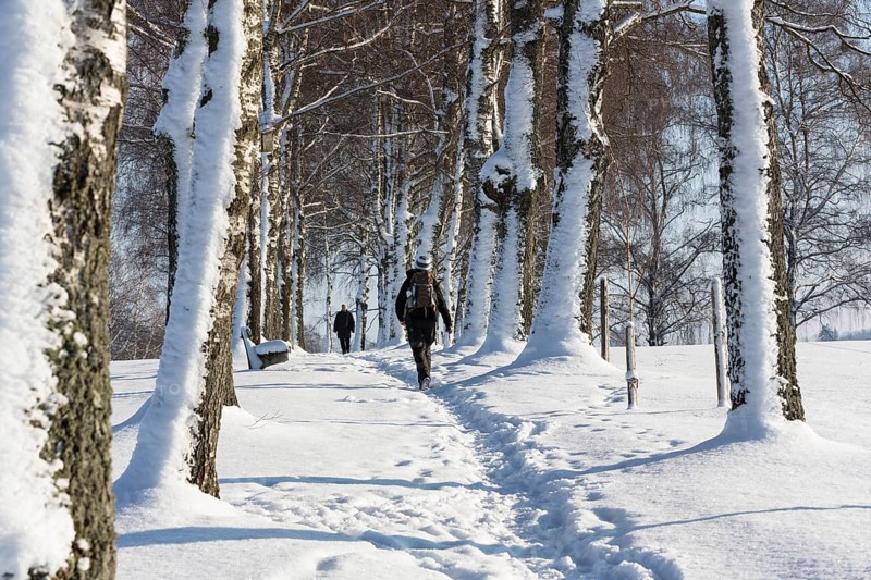 Snow-covered tree-lined path
