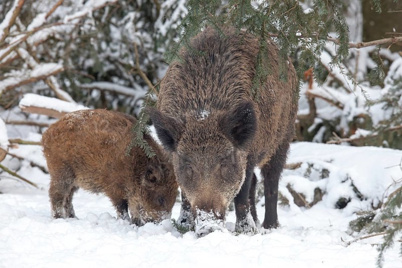 Wild boars (Sus scrofa) in the snow