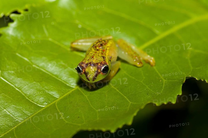 Madagascar frog
