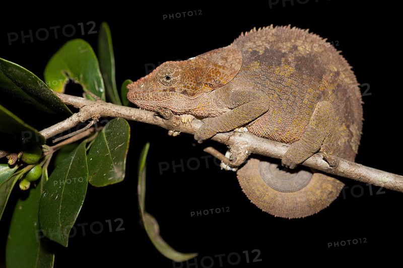 Short-horned chameleon (Calumma brevicornis)