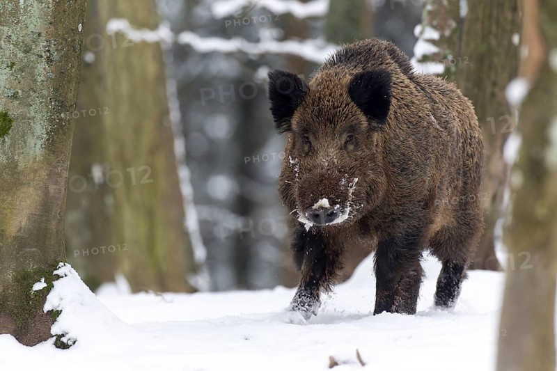 Wild boar (Sus scrofa)