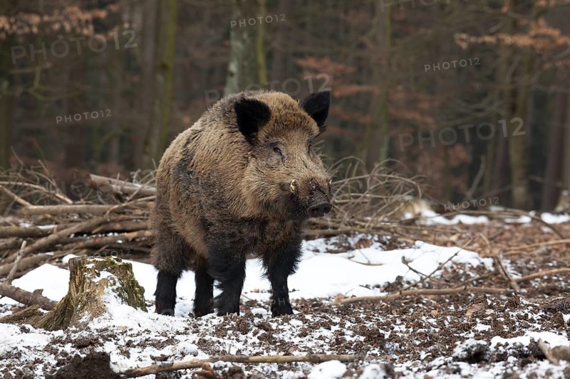 Wild boar (Sus scrofa)