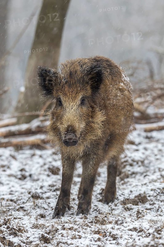Wild boar (Sus scrofa)
