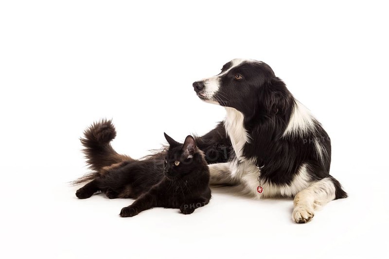 Border Collie and a Maine Coon cat