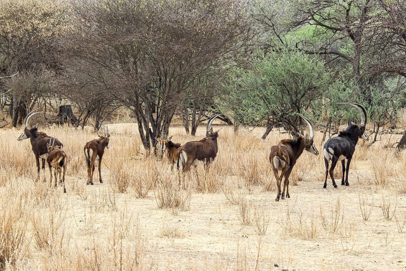 Sable Antelopes (Hippotragus niger)