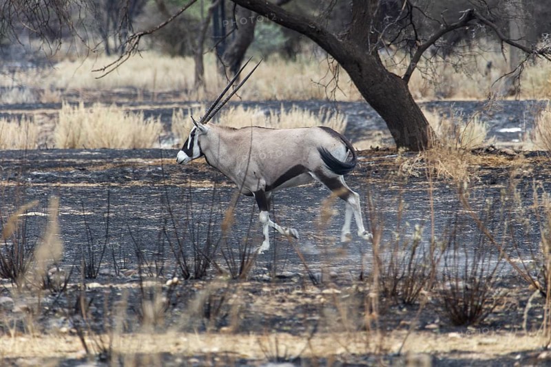 Oryx