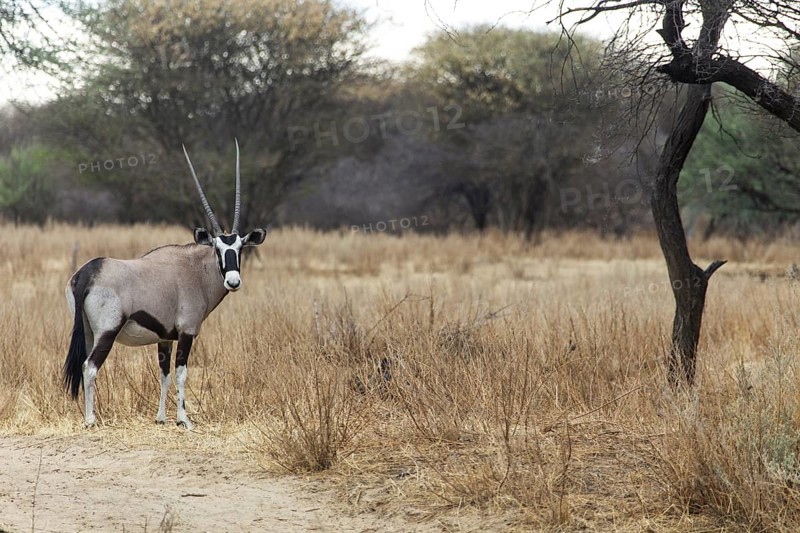 Oryx