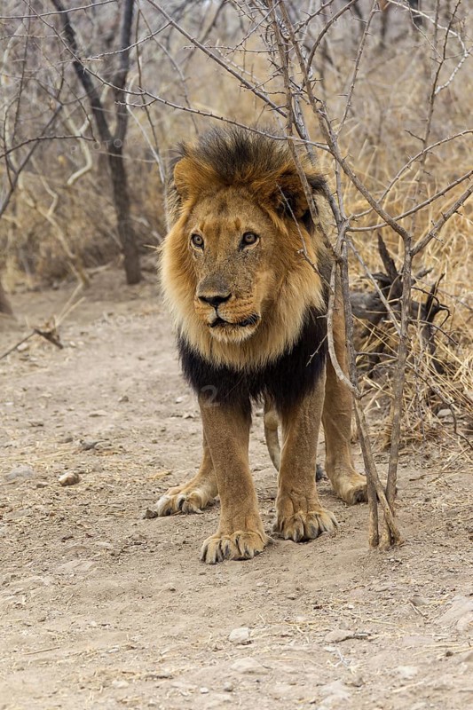 Lion (Panthera leo)