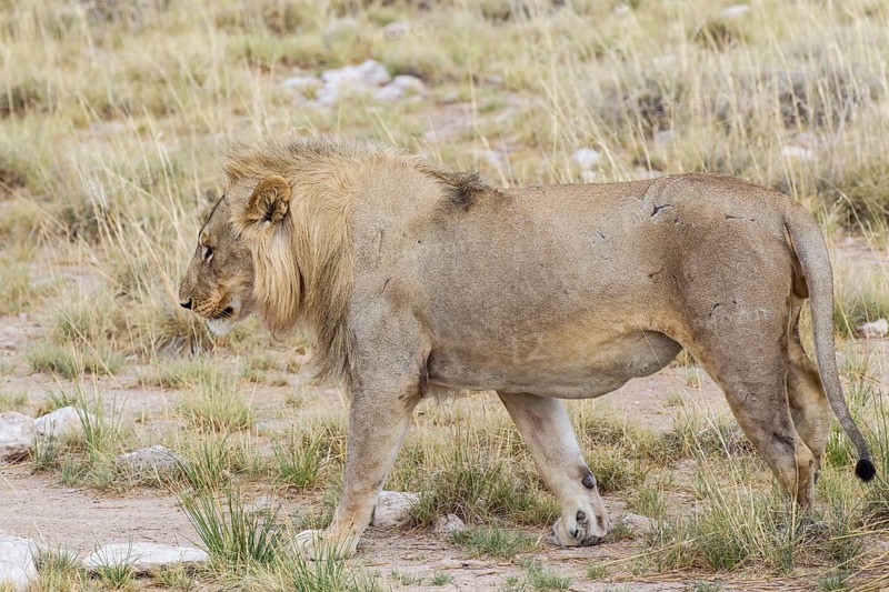 Lion (Panthera leo)