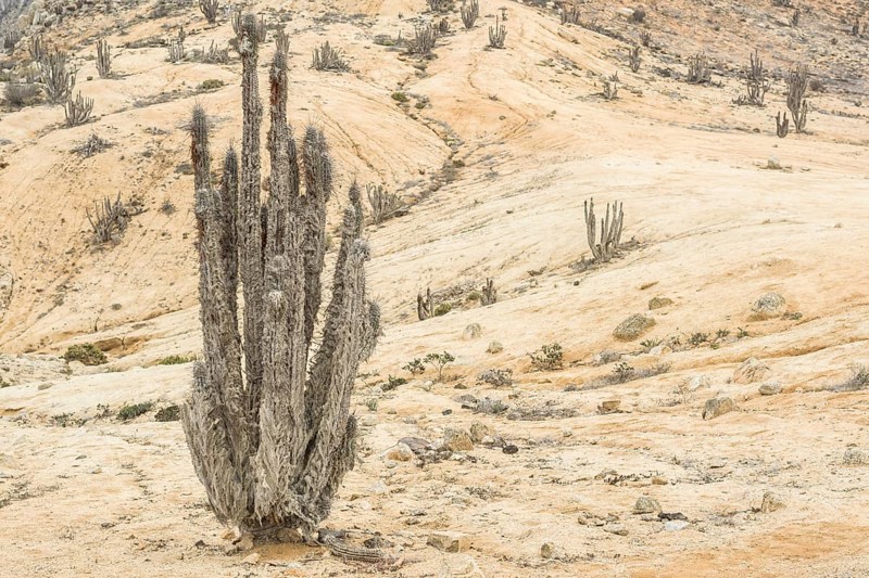 Copao Cactus (Eulychnia breviflora