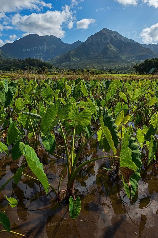 Field with taro plants