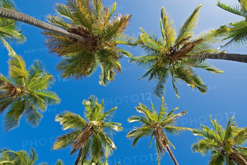 Palm grove