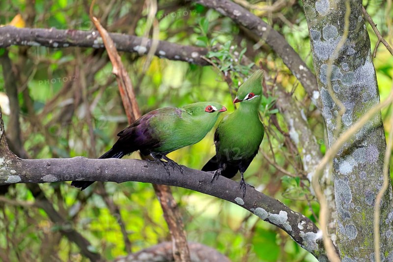 Guinea Turacos (Tauraco persa)
