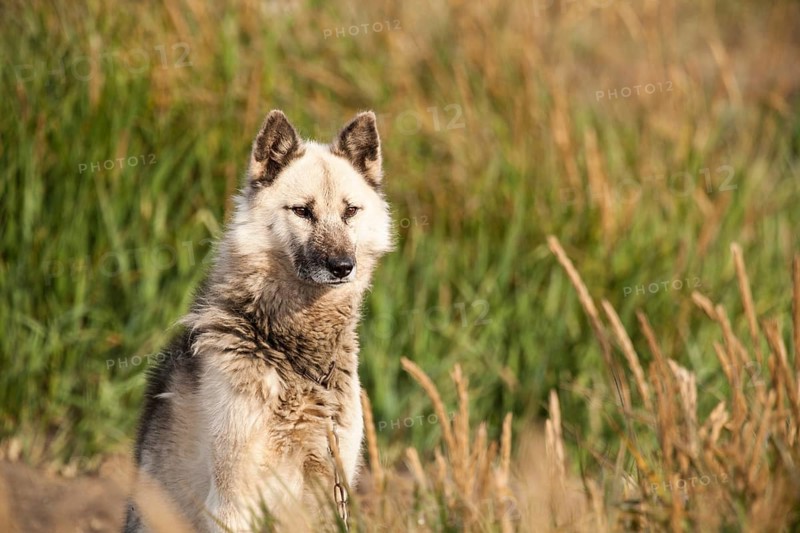 Greenland Dog or Greenland Husky
