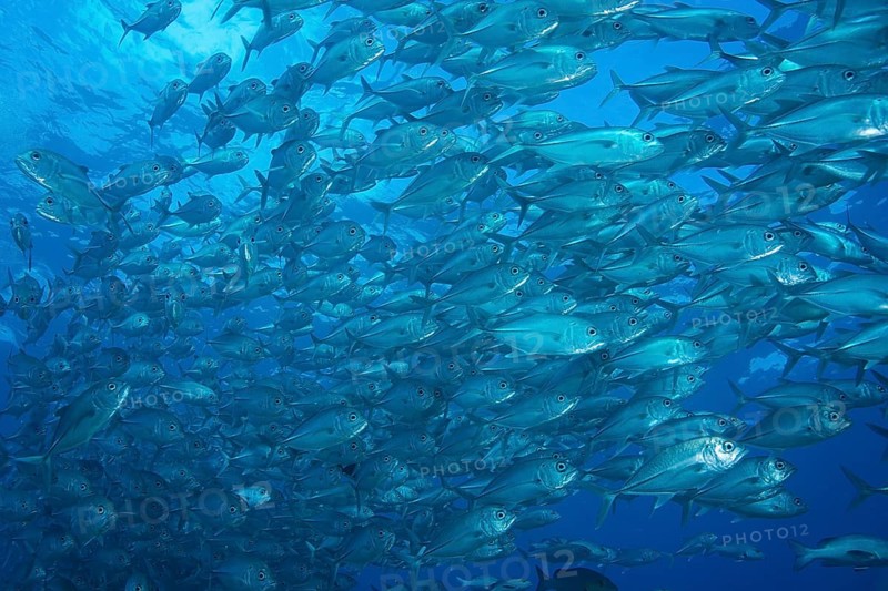 Bigeye Trevally (Caranx sexfasciatus)