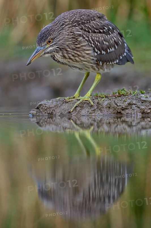 Black-crowned Night Heron (Nycticorax nycticorax)