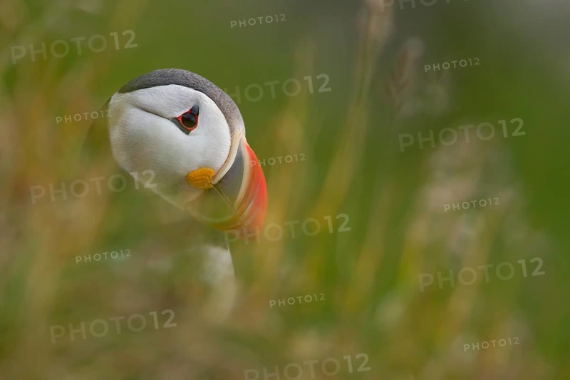 Puffin (Fratercula arctica) side portrait
