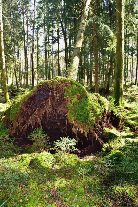 Uprooted spruce (Picea abies) after a storm