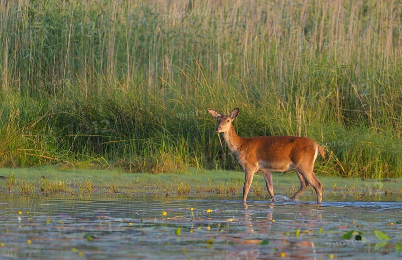 Red deer cow (Cervus elaphus)