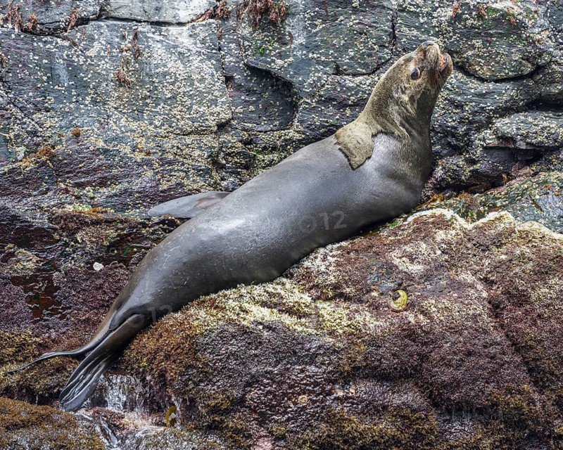 South American sea lion (Otaria flavescens)