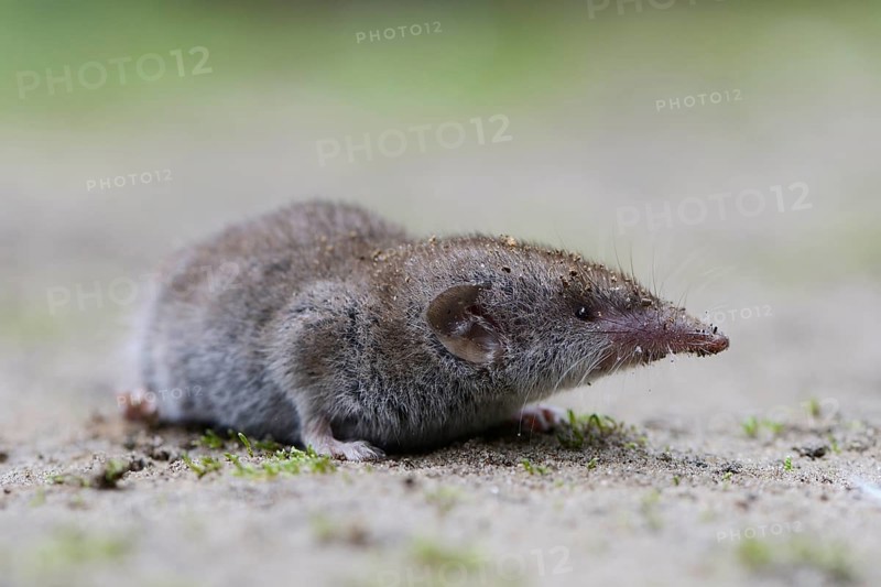 Lesser white-toothed shrew (Crocidura suaveolens)