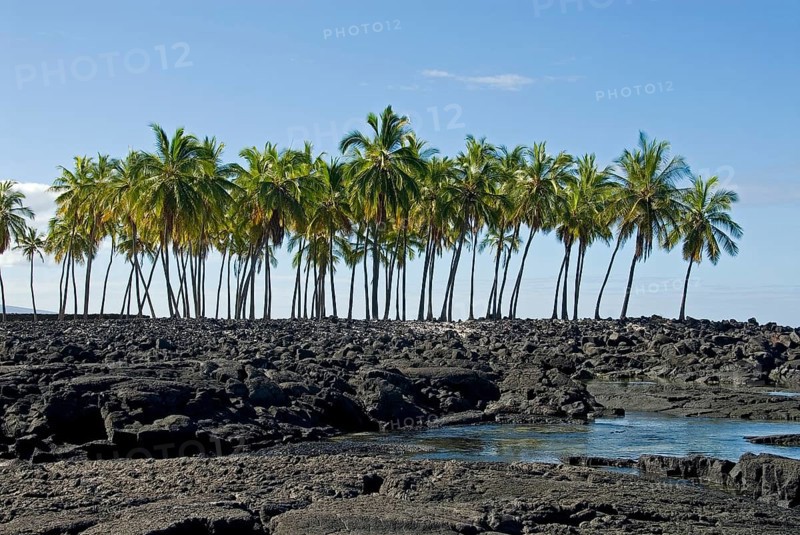 Palm grove
