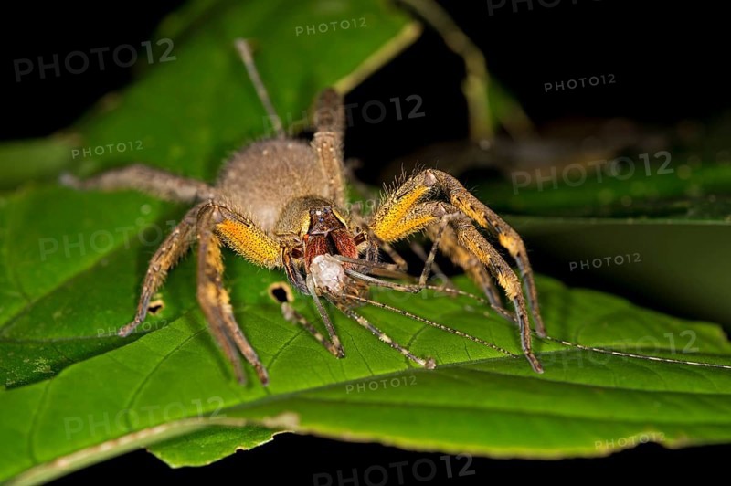 Brazilian Wandering Spider or Banana Spider