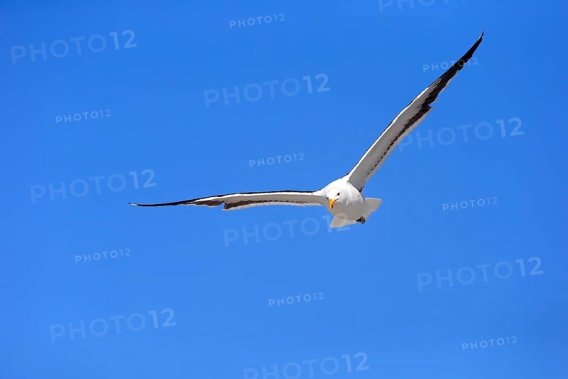 Kelp Gull (Larus dominicanus)