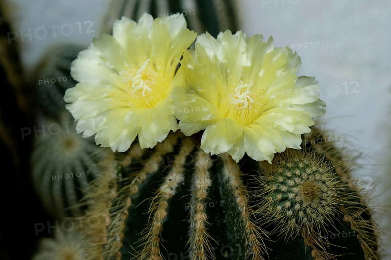 Flowering Notocactus (Notocactus spec)