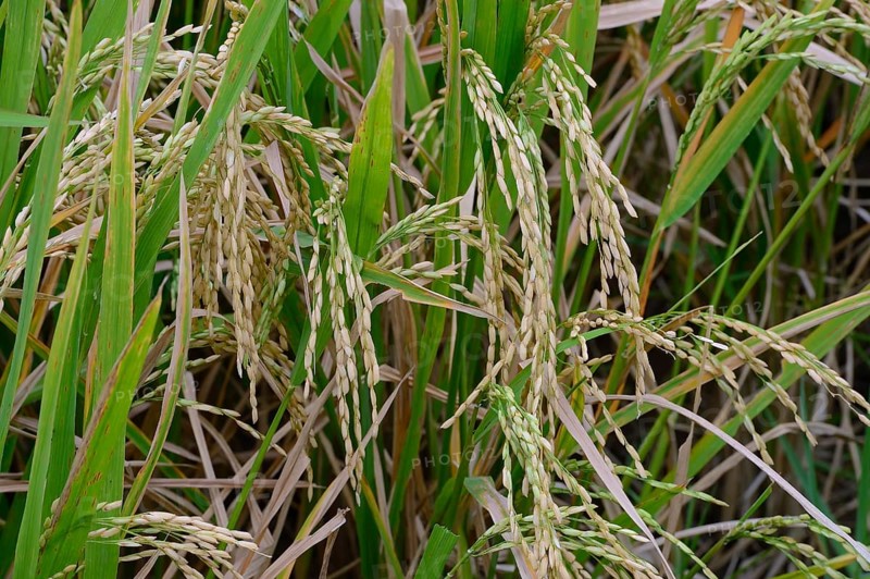 Ripe Rice grains on Rice plants (Oryza sativa)