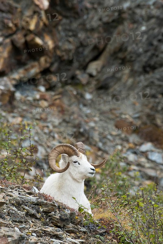 Dall Sheep (Ovis dalli)