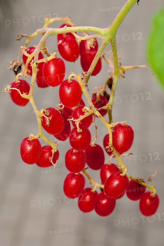 Cyphostemma lanigerum (Cyphostemma lanigerum)